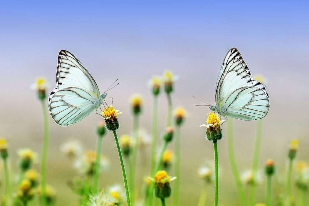 transformation in saint teresa of jesus